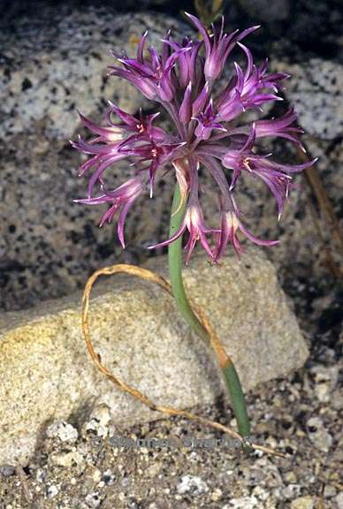 allium abramsii 1 graphic